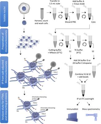 The Use of Mononucleosome Immunoprecipitation for Analysis of Combinatorial Histone Post-translational Modifications and Purification of Nucleosome-Interacting Proteins